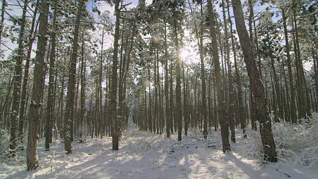 阳光穿过覆盖着积雪的松树在冬天的森林里视频素材