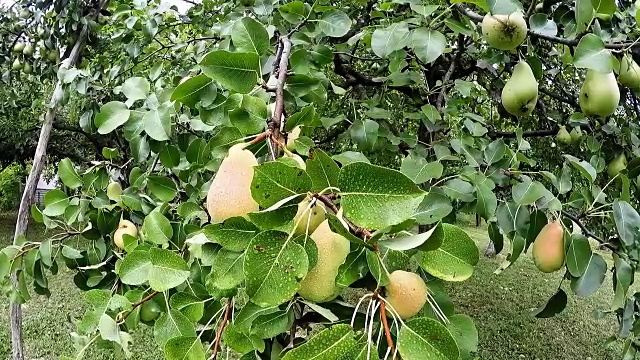 梨果实视频素材