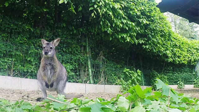 红颈小袋鼠(Macropus rufogriseus)视频素材