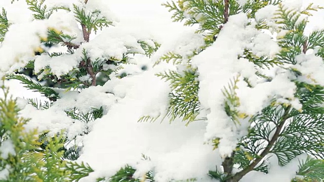 雪花落在松树的树枝上视频素材