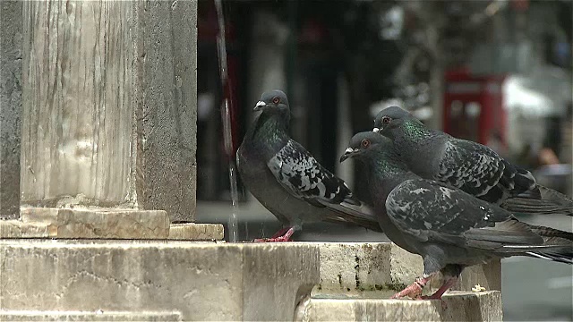 城市喷泉里的鸽子视频素材