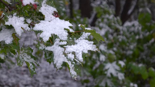 绿色的叶子与雪视频素材