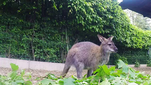 红颈小袋鼠(Macropus rufogriseus)视频素材