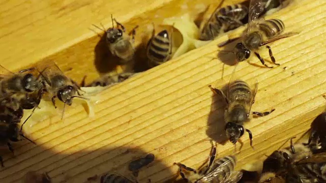 蜂房里的蜜蜂视频素材