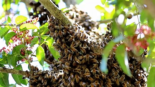 蜂群在一棵树近距离放大缩小视频下载