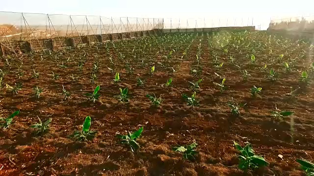 香蕉幼芽视频素材