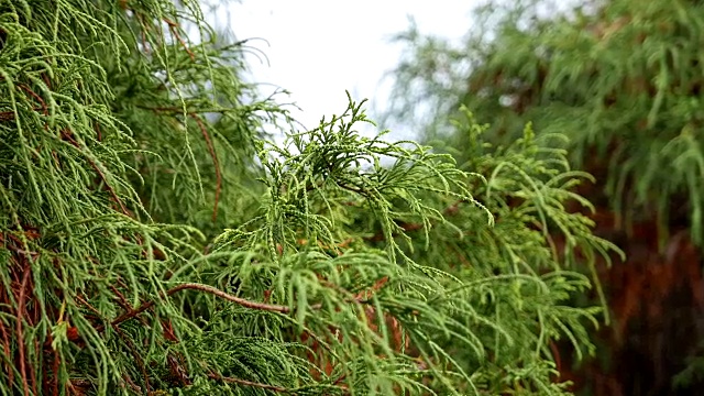 一边的树叶被微风吹在公园里视频素材