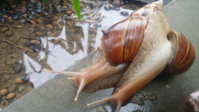 蜗牛养殖视频素材