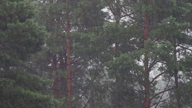 雨落在树的背景上视频素材