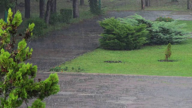 雨落在树的背景上视频素材