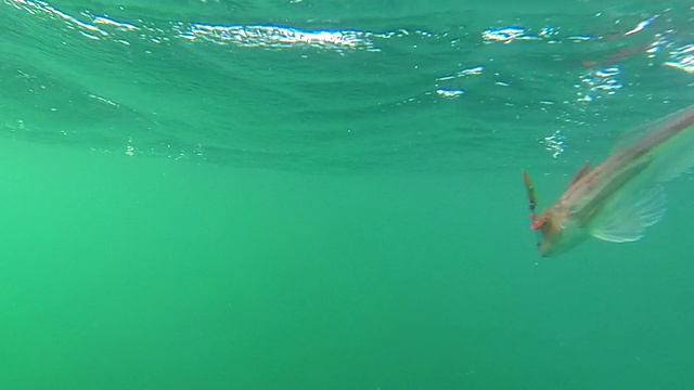 钩上的水下鱼。(太平洋红鲂鱼。)休闲海钓。视频素材