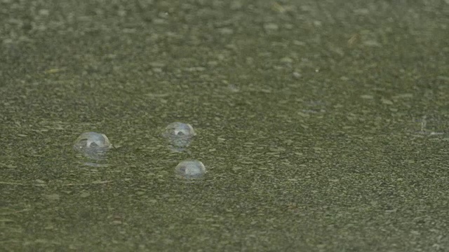 慢动作特写:雨点落入水坑视频素材