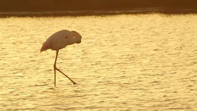 在美丽的夕阳下，火烈鸟在湖中寻找食物视频素材