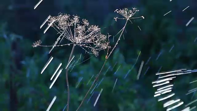 在日落、日出时，水滴落在干燥的小茴香上视频素材