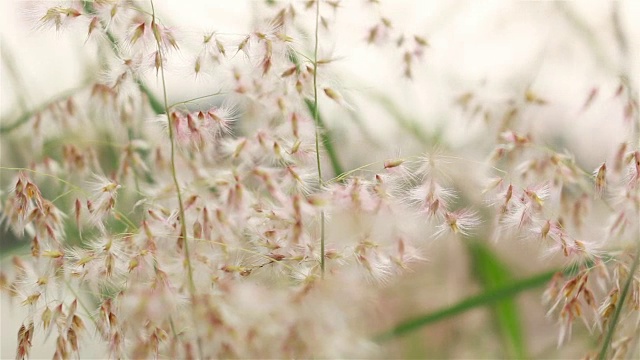 风吹草原草，两枪视频素材