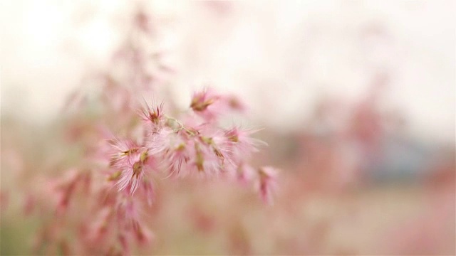 风吹草原草，两枪视频素材