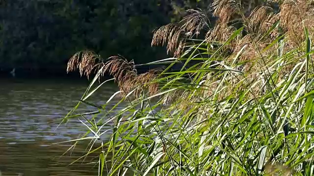 秋天的芦苇对着蓝色的池塘视频素材