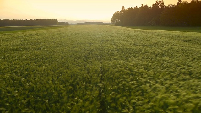 空中高清:绿色麦田视频素材