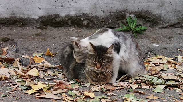 猫爱。两只流浪猫在街上互相舔着视频素材