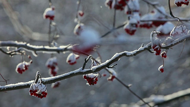 雪灰莓视频素材