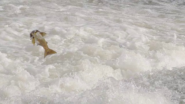 鲑鱼在急流河跳过堰视频素材