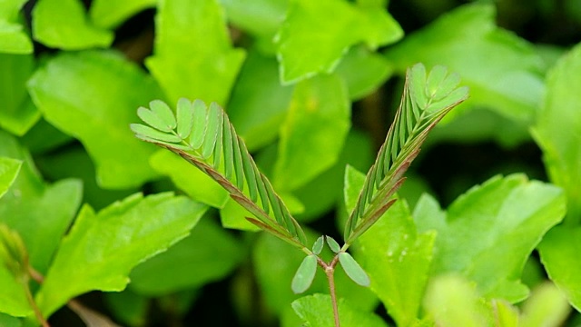 含羞草褶皱树叶视频素材