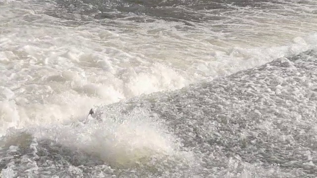 鲑鱼在急流河跳过堰视频素材