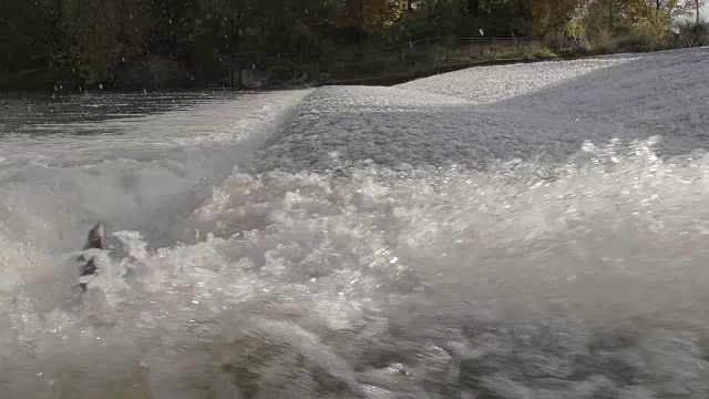 鲑鱼在急流河跳过堰视频素材