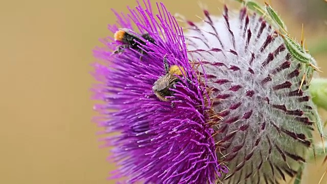 蜜蜂从蓟上采集花蜜和花粉视频素材