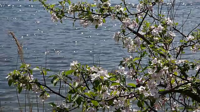 湖和野玫瑰视频素材