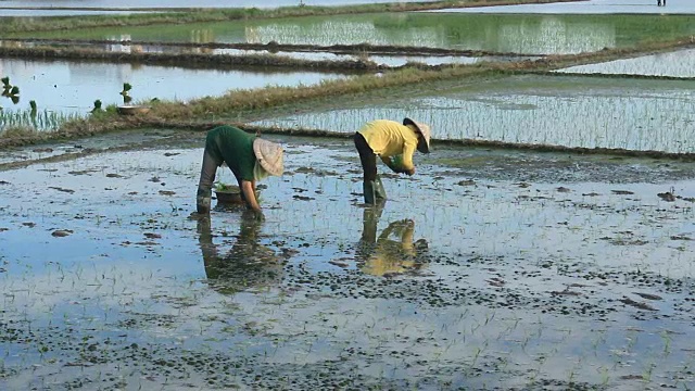 农民们在田里种水稻视频素材