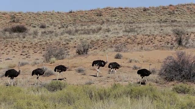 鸵鸟Struthio camelus，在Etosha，纳米比亚视频素材