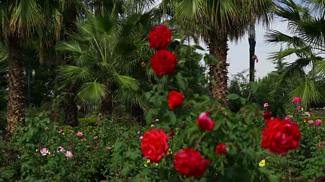 架焦点拍摄的玫瑰花园与棕榈树视频素材