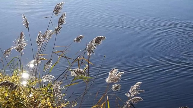 鸭子在湖视频下载