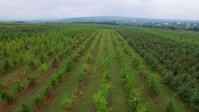 苹果花园鸟瞰图视频素材