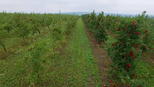 苹果花园鸟瞰图视频素材