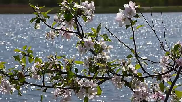 湖和野玫瑰视频素材