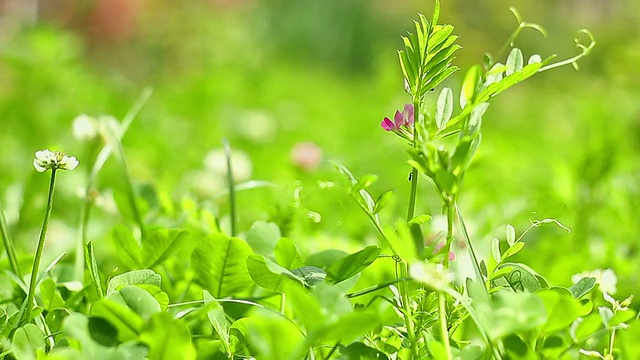 野外开花植物特写视频素材