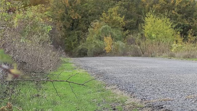 林道路边视频素材