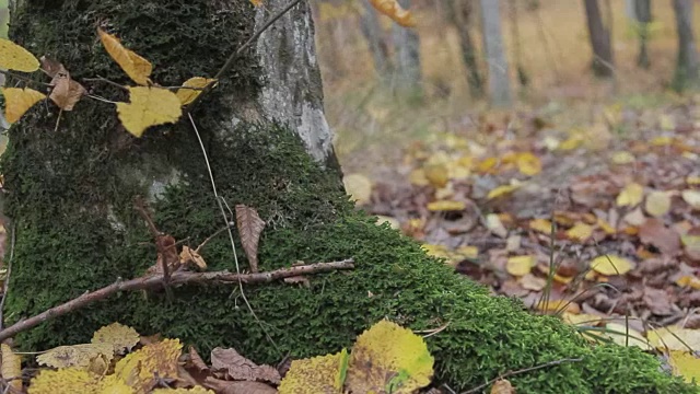 长满苔藓的树视频素材