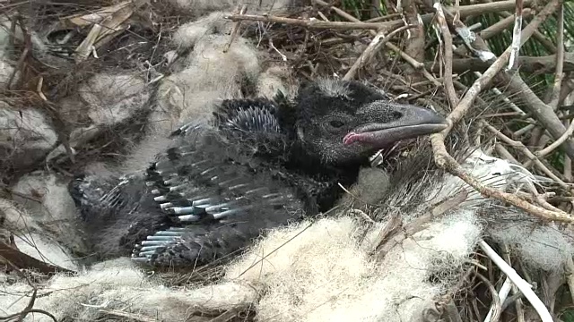 乌鸦培养视频素材