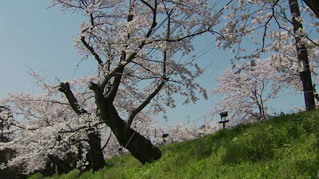 京都的兰登有轨电车线路视频素材