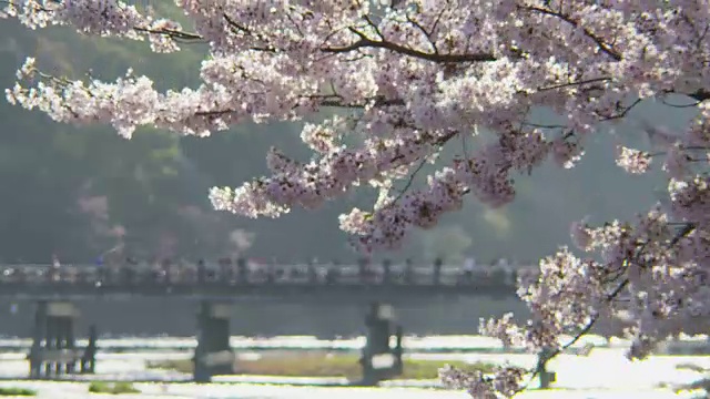 日本京都岚山的聚冢桥和樱花视频素材