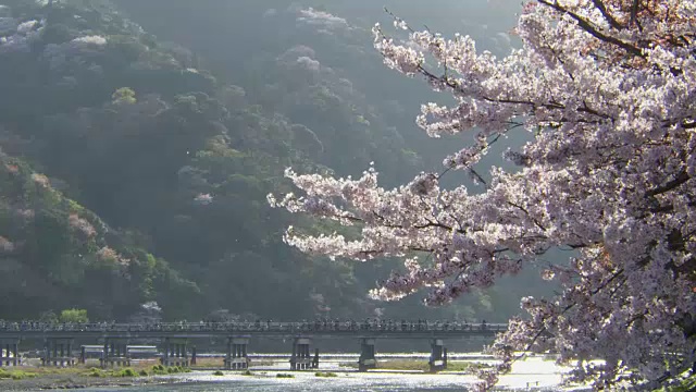 日本京都岚山的聚冢桥和樱花视频素材