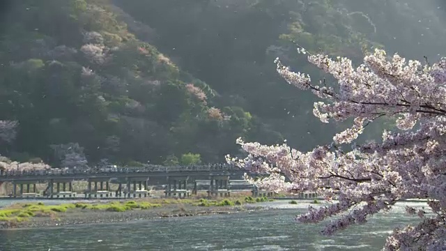 日本京都岚山的聚冢桥和樱花视频素材