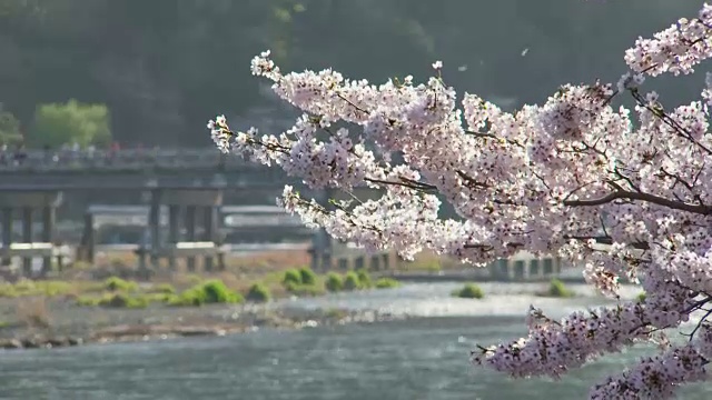 日本京都岚山的聚冢桥和樱花视频素材