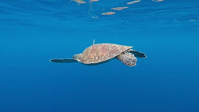 高清镜头，水下海龟在蓝色海洋中游泳视频素材