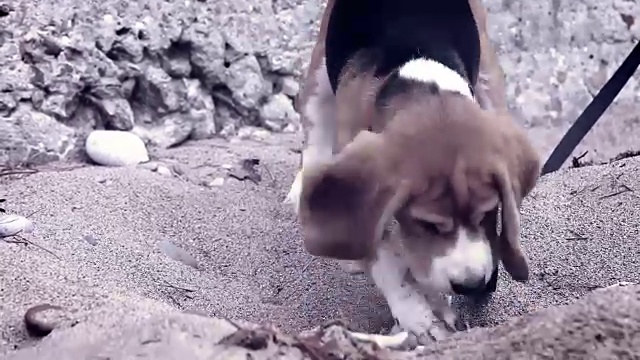 好奇的小猎犬狗费力地从沙子里挖东西，或者只是为了寻找一个更凉爽的地方视频素材