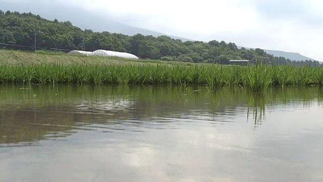 蝌蚪在水里游泳视频素材