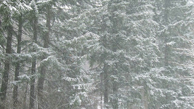 森林里的大雪视频素材